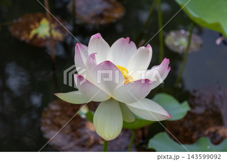 緑の葉の中に美しく咲くハスの花 緑の葉の中に美しく咲くハスの花 143599092
