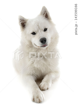 Samoyed dog in studio Samoyed dog in studio 143599166