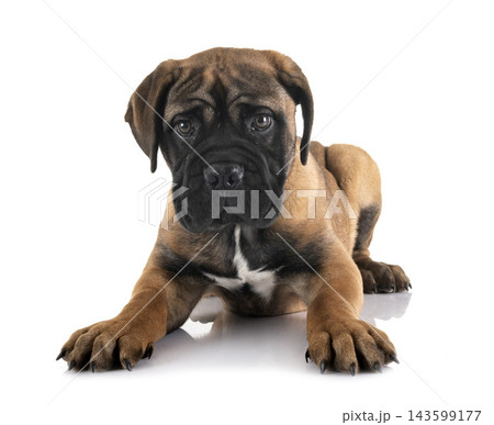 puppy bullmastiff in studio 143599177