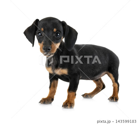 puppy miniature dachshund puppy miniature dachshund 143599183
