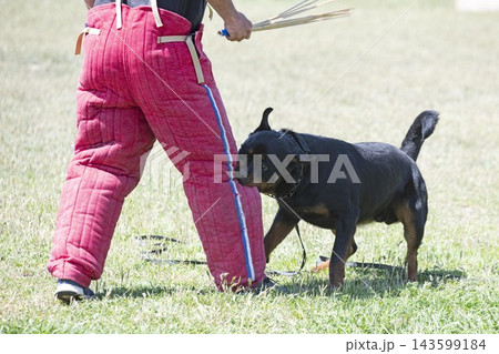 training of rottweiler training of rottweiler 143599184