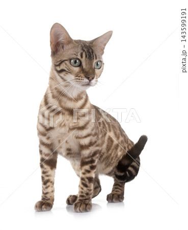 bengal in studio 143599191