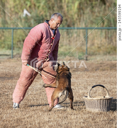 training of belgian shepherd training of belgian shepherd 143599194