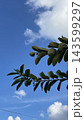 Cozy afternoon sky 143599297