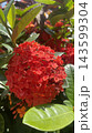 Red Flower in the garden 143599304