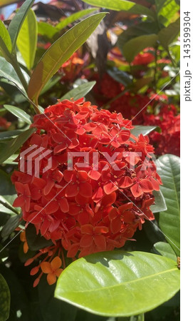 Red Flower in the garden 143599304