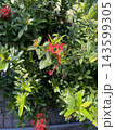Red Flower in the garden 143599305