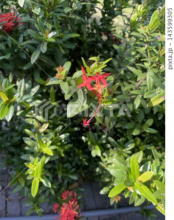 Red Flower in the garden 143599305