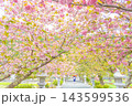 滋賀県長浜市 八重桜が満開の伊香具神社前の参道沿いに佇む着物姿の女性 滋賀県長浜市 八重桜が満開の伊香具神社前の参道沿いに佇む着物姿の女性 143599536