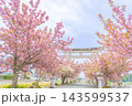 滋賀県長浜市 八重桜が満開の伊香具神社前の入り口の鳥居と参道 滋賀県長浜市 八重桜が満開の伊香具神社前の入り口の鳥居と参道 143599537