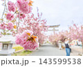 滋賀県長浜市 八重桜が満開の伊香具神社前の参道沿い 滋賀県長浜市 八重桜が満開の伊香具神社前の参道沿い 143599538