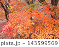 鮮やかに紅葉したカエデ 鮮やかに紅葉したカエデ 143599569