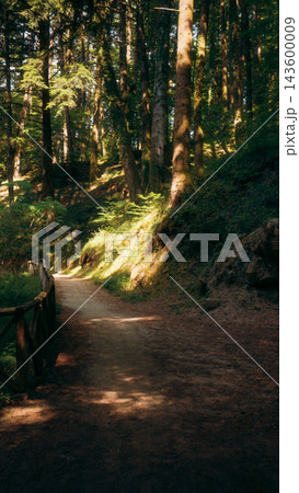 Sunlit dirt trail with a wooden fence winding through pine forest Sunlit dirt trail with a wooden fence winding through pine forest 143600009