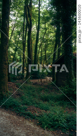 Wooden cabin among mossy trees in a lush forest Wooden cabin among mossy trees in a lush forest 143600010