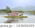 滋賀県日野町 春の日野川ダムの中の浮島の八重桜 滋賀県日野町 春の日野川ダムの中の浮島の八重桜 143600269