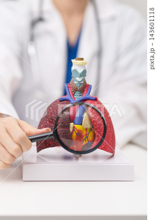 Doctor point heart Cardiovascular and Respiratory anatomy for Disease. Lung Cancer, Asthma, Chronic Obstructive Pulmonary or COPD, Bronchitis, Emphysema, Cystic Fibrosis, Bronchiectasis, Pneumonia 143601118