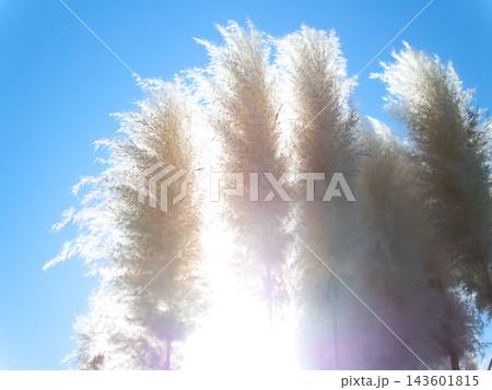10月の秋空と成長したパンパスグラスを逆光で撮影 10月の秋空と成長したパンパスグラスを逆光で撮影 143601815