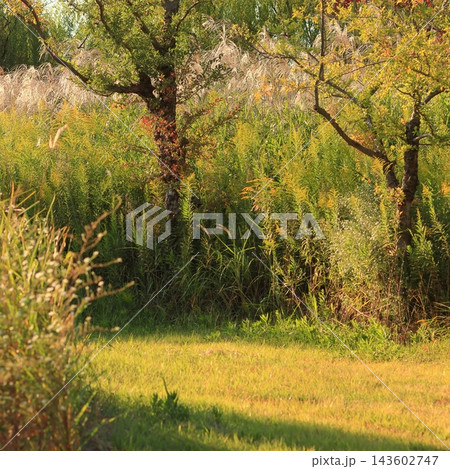 Autumn Trees and Tall Grasses Around a Sunlit Clearing Autumn Trees and Tall Grasses Around a Sunlit Clearing 143602747