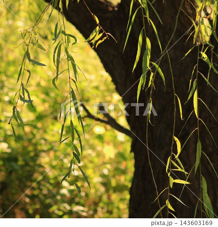 Sunlit Willow Leaves Against a Dark Tree Trunk Sunlit Willow Leaves Against a Dark Tree Trunk 143603169