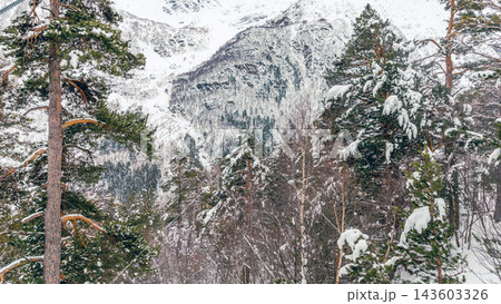 Snow-covered pine forest on steep mountain slope with rocky peak in background, wide winter landscape view Snow-covered pine forest on steep mountain slope with rocky peak in background, wide winter landscape view 143603326