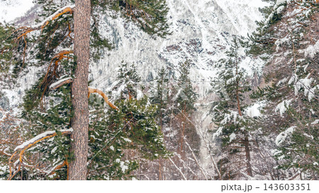 Snow-covered pine forest in mountain valley with rocky slopes and tall trunks, winter landscape Snow-covered pine forest in mountain valley with rocky slopes and tall trunks, winter landscape 143603351