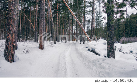 Snow-covered forest track winding between tall pine trees under overcast winter sky Snow-covered forest track winding between tall pine trees under overcast winter sky 143603430