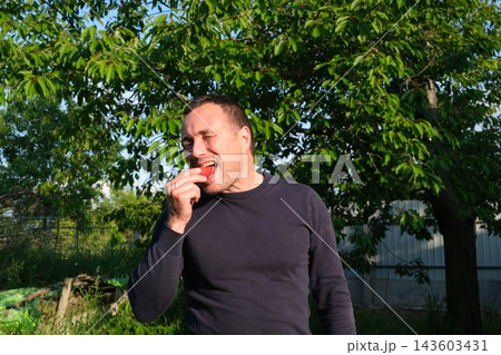 Middle aged man in blue sweater eating fresh strawberries under cherry tree in sunny garden enjoying summer harvest and countryside lifestyle Middle aged man in blue sweater eating fresh strawberries under cherry tree in sunny garden enjoying summer harvest and countryside lifestyle 143603431