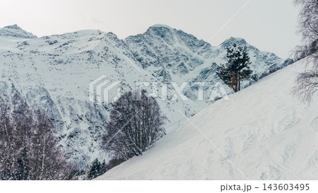 Snow-covered alpine slope with birch and pine trees and jagged Caucasus mountain peaks in background under pale winter sky 143603495