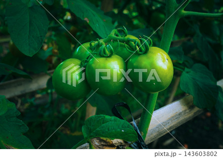Green tomatoes are growing organically on a robust plant stem, showcasing the early stages of ripening and the promise of a fresh harvest in an agricultural environment Green tomatoes are growing organically on a robust plant stem, showcasing the early stages of ripening and the promise of a fresh harvest in an agricultural environment 143603802