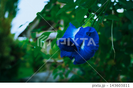 Butterfly pea flower blooming on a vine, showing its vibrant blue color and white markings, symbolizing nature's beauty, relaxation, and wellness in a lush green garden setting 143603811