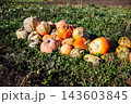 Pile of pumpkins resting on the field after the harvest in autumn 143603845