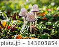 Mushrooms growing in green grass during autumn 143603854