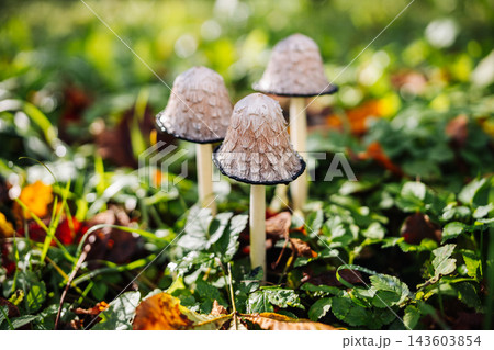 Mushrooms growing in green grass during autumn 143603854