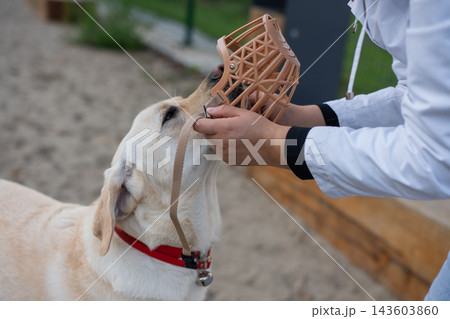 A woman puts a muzzle on a dog. 143603860
