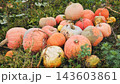 Pumpkins growing in the field are waiting to be harvested 143603861