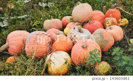 Pumpkins growing in the field are waiting to be harvested Pumpkins growing in the field are waiting to be harvested 143603861