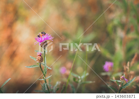 Bee pollinating purple wild thistle flower in a summer field, gathering nectar and pollen, contributing to healthy ecosystem and biodiversity 143603871