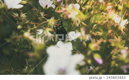 Dreamy Summer Wildflower Meadow Background with Soft Sunlight Dreamy Summer Wildflower Meadow Background with Soft Sunlight 143603883