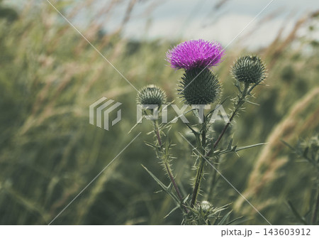 Purple thistle plant flowering in a wild field, its sharp spines protecting the vibrant blossom, representing resilience and natural beauty in untamed nature. Thistle scottish symbol photo Purple thistle plant flowering in a wild field, its sharp spines protecting the vibrant blossom, representing resilience and natural beauty in untamed nature. Thistle scottish symbol photo 143603912
