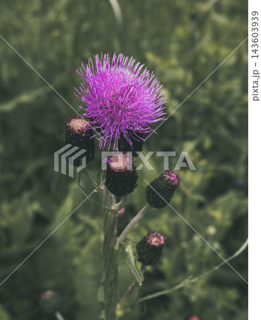 Thistle flower flourishing with a vibrant purple head and developing buds, growing naturally in a green outdoor setting, representing summer bloom and the endurance of wild flora Thistle flower flourishing with a vibrant purple head and developing buds, growing naturally in a green outdoor setting, representing summer bloom and the endurance of wild flora 143603939