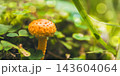 Orange scaly mushroom growing on a mossy forest floor. Surrounded by green clover leaves and grass blades. Bathed in soft glowing light bokeh 143604064