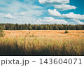 Golden summer meadow bordering a dense forest under a bright blue sky with scattered white clouds, illustrating nature's tranquility and expansive rural landscape 143604071