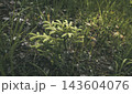 Young pine sapling growing among green grass and dry leaves on the forest floor, symbolizing new life, environmental conservation, and ecological regeneration 143604076