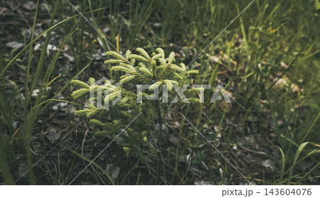 Young pine sapling growing among green grass and dry leaves on the forest floor, symbolizing new life, environmental conservation, and ecological regeneration Young pine sapling growing among green grass and dry leaves on the forest floor, symbolizing new life, environmental conservation, and ecological regeneration 143604076