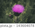 Purple thistle flower, an herbaceous plant, growing outdoors in a natural meadow, presenting vibrant color and a developing bud against a blurred green background 143604078