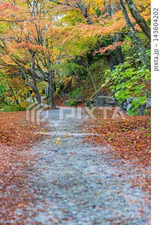 福岡県　呑山観音寺の秋景色 143604202