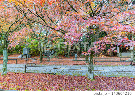 福岡県 呑山観音寺の秋景色 福岡県 呑山観音寺の秋景色 143604210
