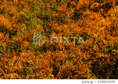 Vibrant red and orange autumn blueberry bushes on a mountain slope 143604509