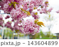 Close up of pink cherry blossom flowers on a tree branch in spring. 143604899