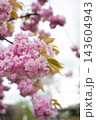 Close up of pink cherry blossom flowers on a tree branch in spring. 143604943